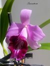 Laelia dayana 